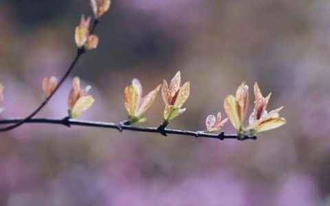 一场春梦下一句，一场春梦诗句