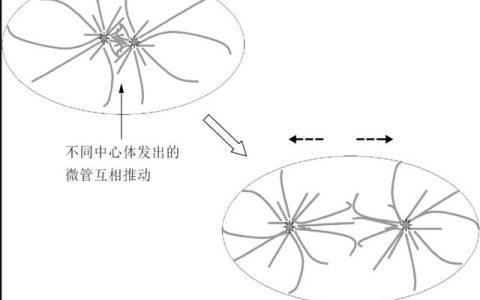 细胞核的功能高中生物书原文，细胞膜的功能高中生物书原文