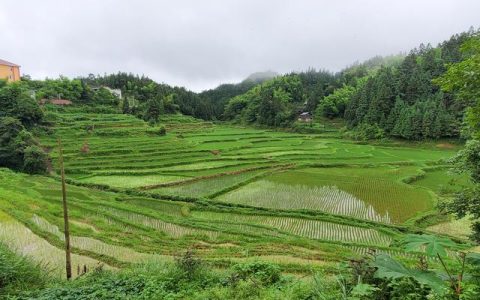 家乡的小溪四年级作文，家乡的小溪作文400字左右四年级